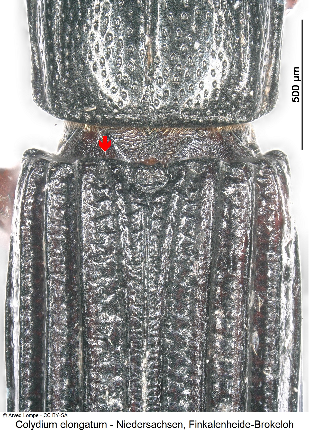 colydium_elongatum_ck16997211_scut.jpg