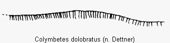 colymbetes_dolobratus_2sternit.gif