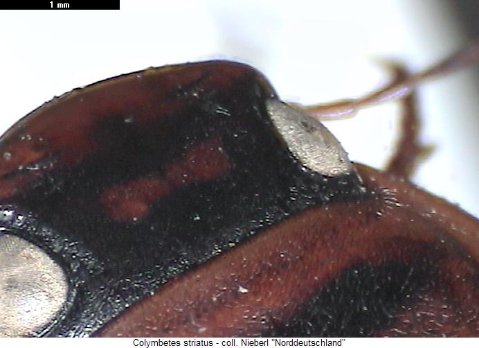 colymbetes_striatus_k.jpg