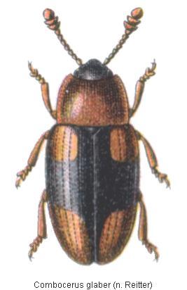 combocerus_glaber_hab.jpg