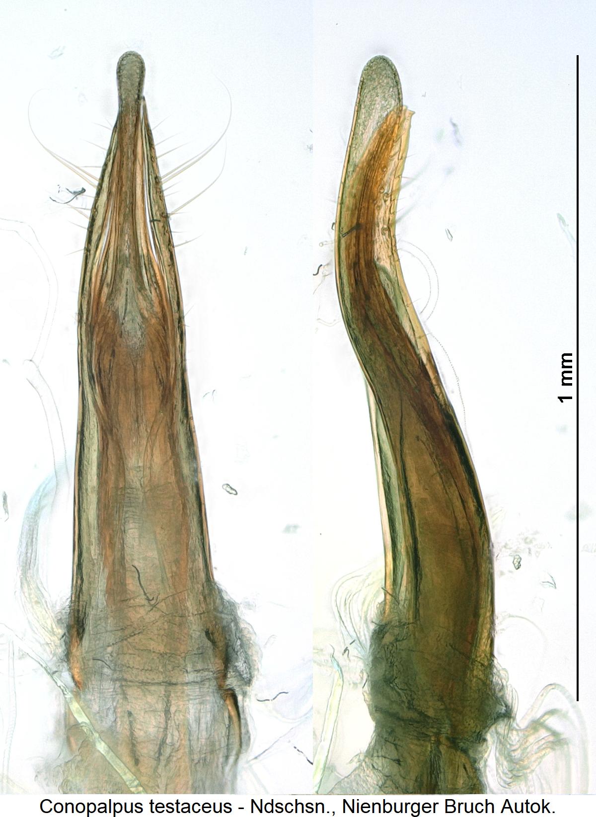 conopalpus_testaceus.jpg