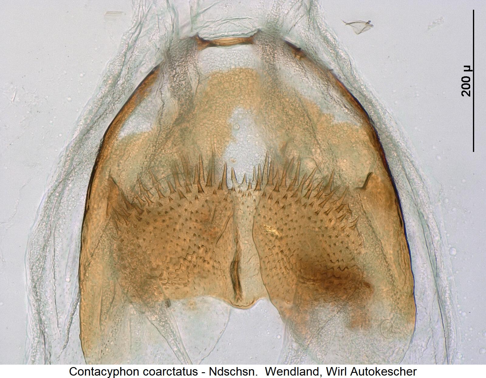contacyphon_coarctatus_bur.jpg