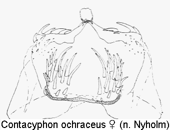 contacyphon_ochraceus_sperm.gif