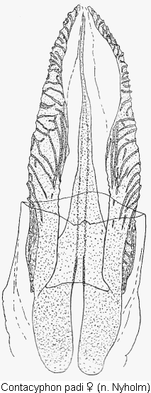 contacyphon_padi_sperm.gif
