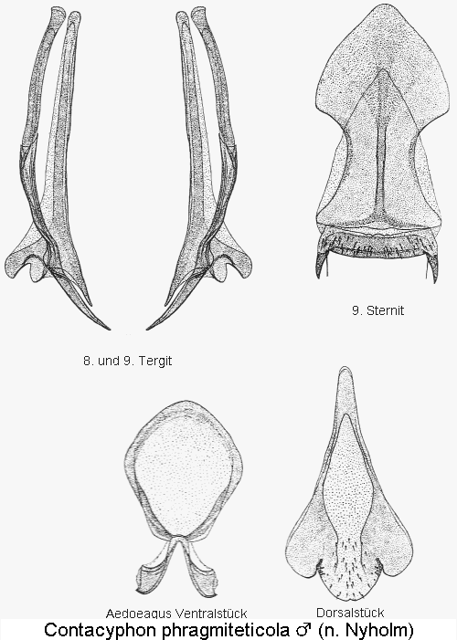contacyphon_phragmiteticola.gif