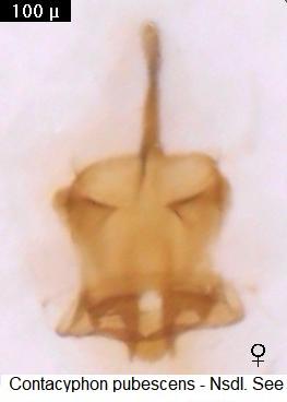 contacyphon_pubescens.jpg