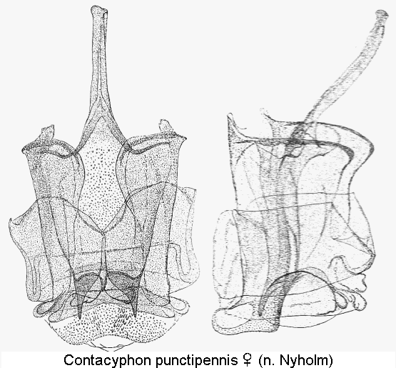 contacyphon_punctipennis_sperm.gif