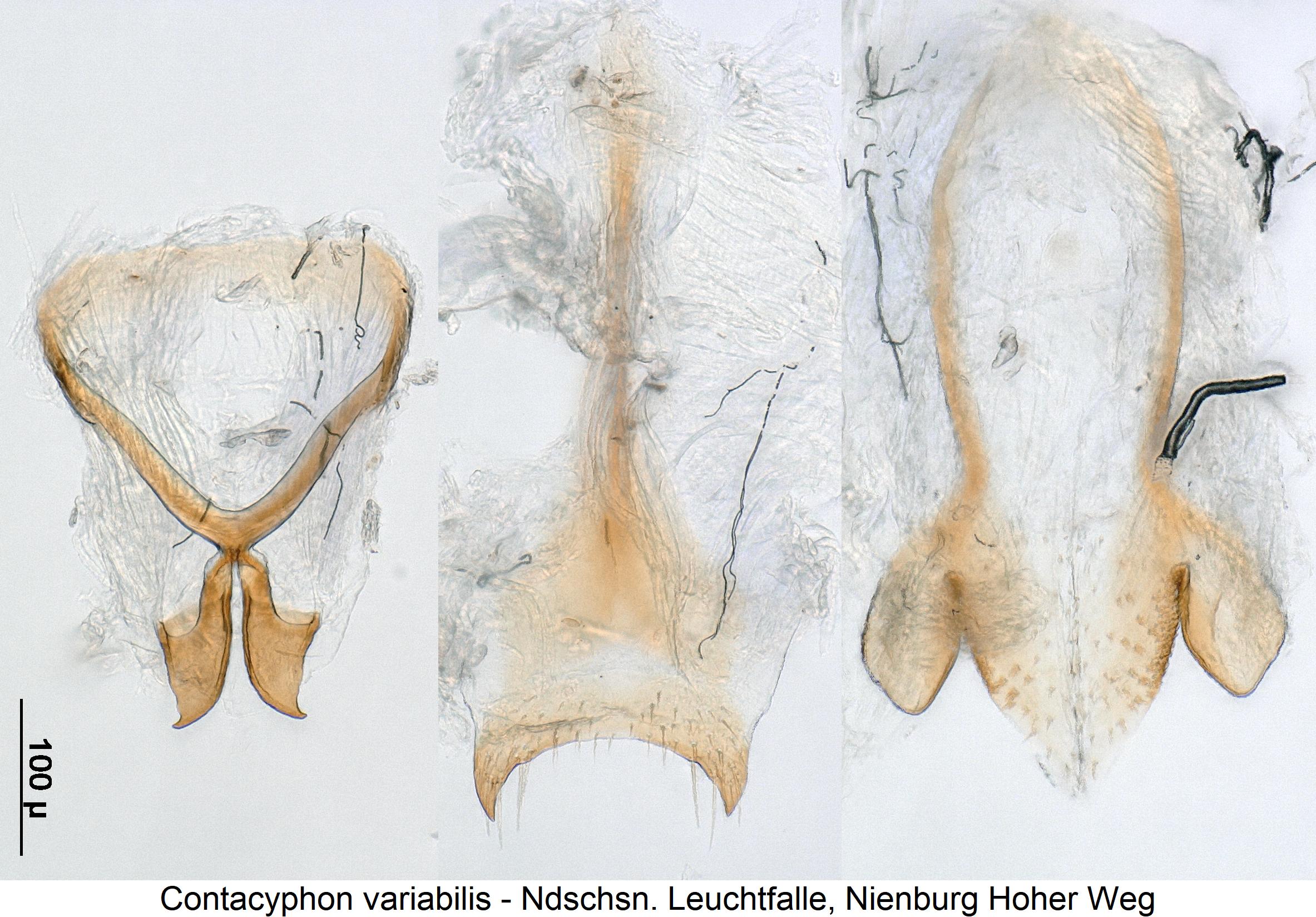 contacyphon_variabilis2.jpg