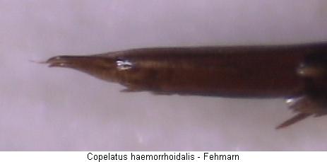 copelatus_haemorrhoidalis_htr.jpg