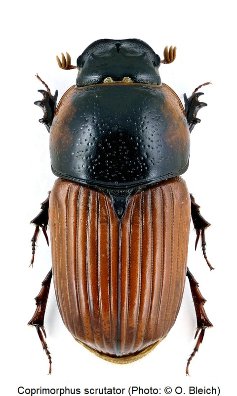 coprimorphus_scrutator_hab.jpg