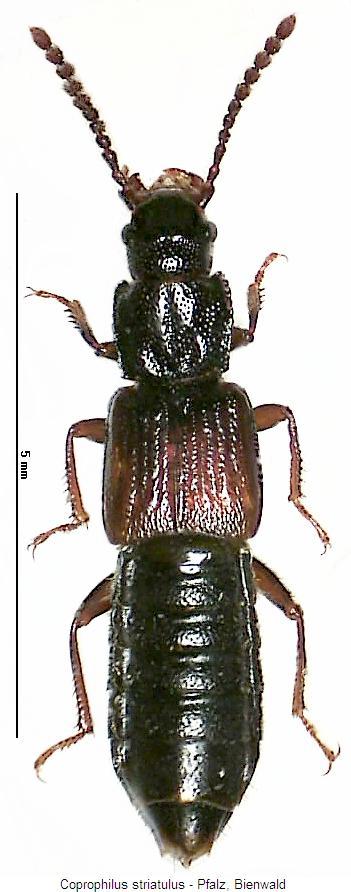 coprophilus_striatulus_hab.jpg