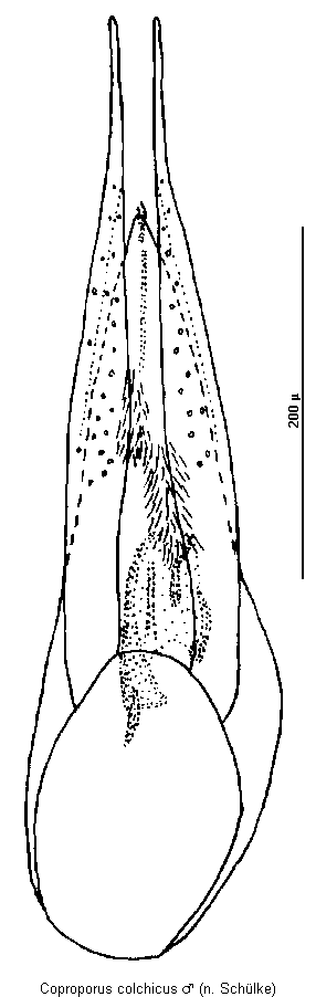 coproporus_colchicus.gif
