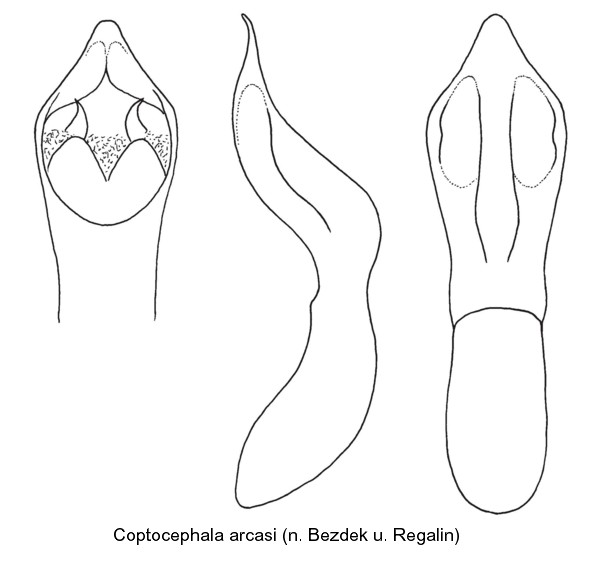 coptocephala_arcasi_aed.jpg