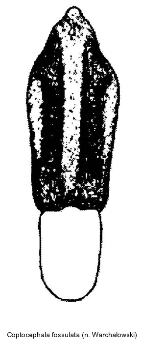 coptocephala_fossulata_aed.jpg