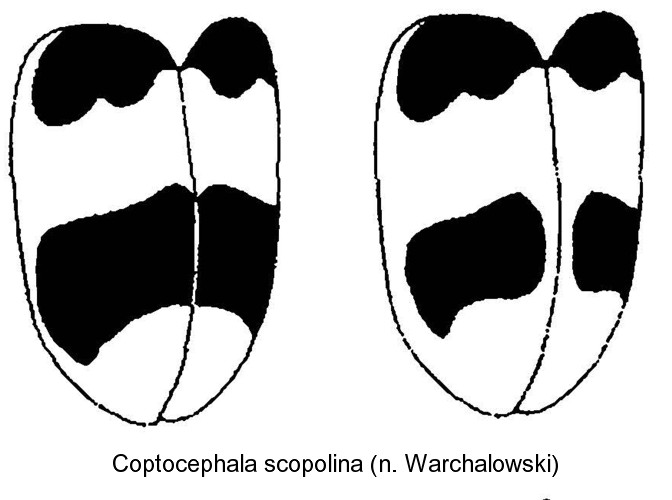 coptocephala_scopolina_typ.jpg