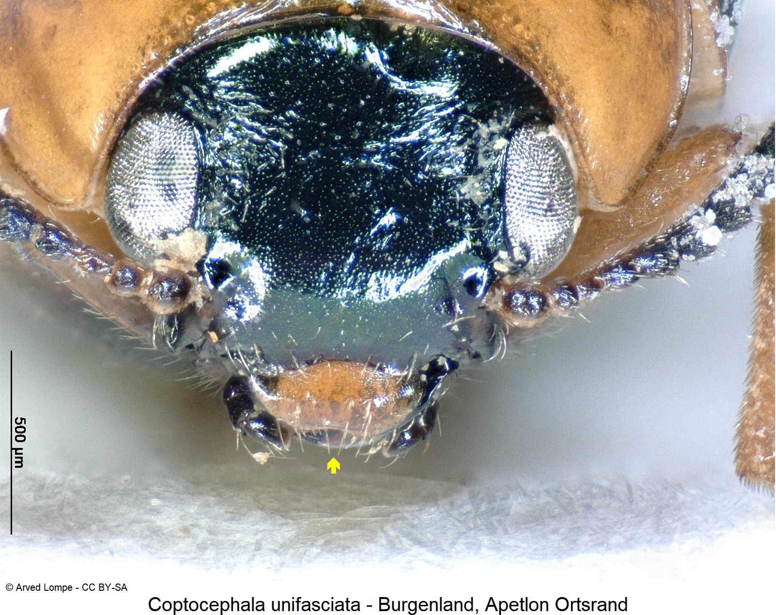 coptocephala_unifasciata_ck11538_k.jpg