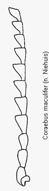coraebus_maculifer_f.gif