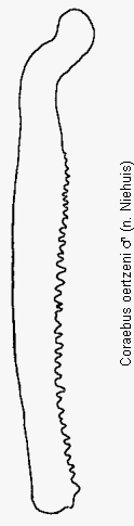 coraebus_oertzeni_hschn.gif