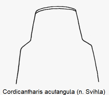 cordicantharis_acutangula_pen.gif