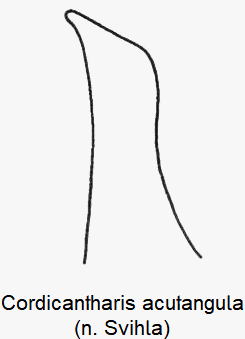 cordicantharis_acutangula_pm.gif