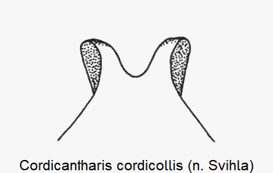 cordicantharis_cordicollis_laterophysen.gif