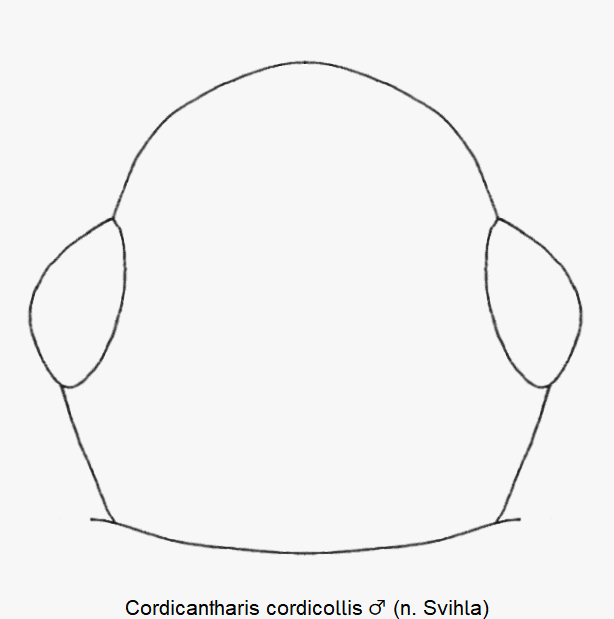 cordicantharis_cordicollis_m_k.gif