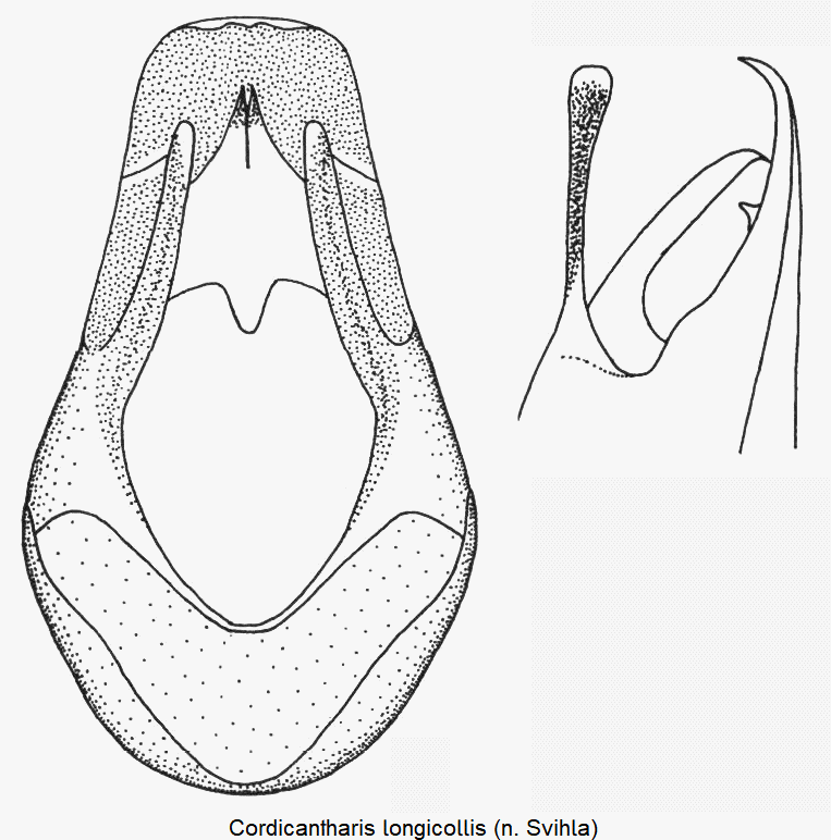 cordicantharis_longicollis.gif