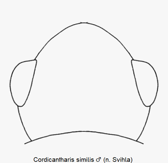 cordicantharis_similis_m_k.gif