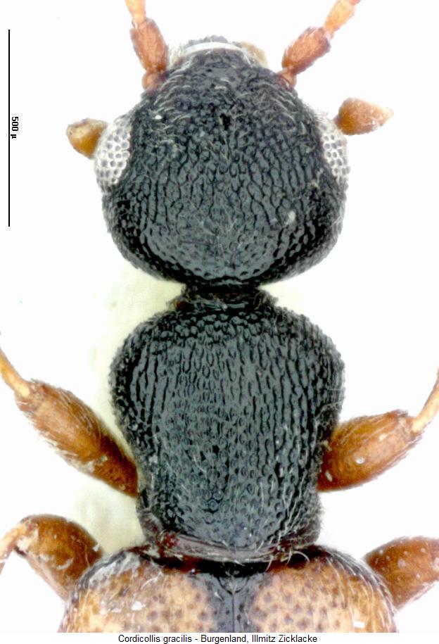 cordicollis_gracilis_vk.jpg