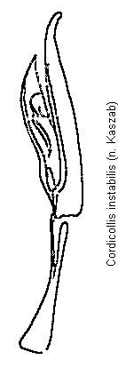 cordicollis_instabilis.gif