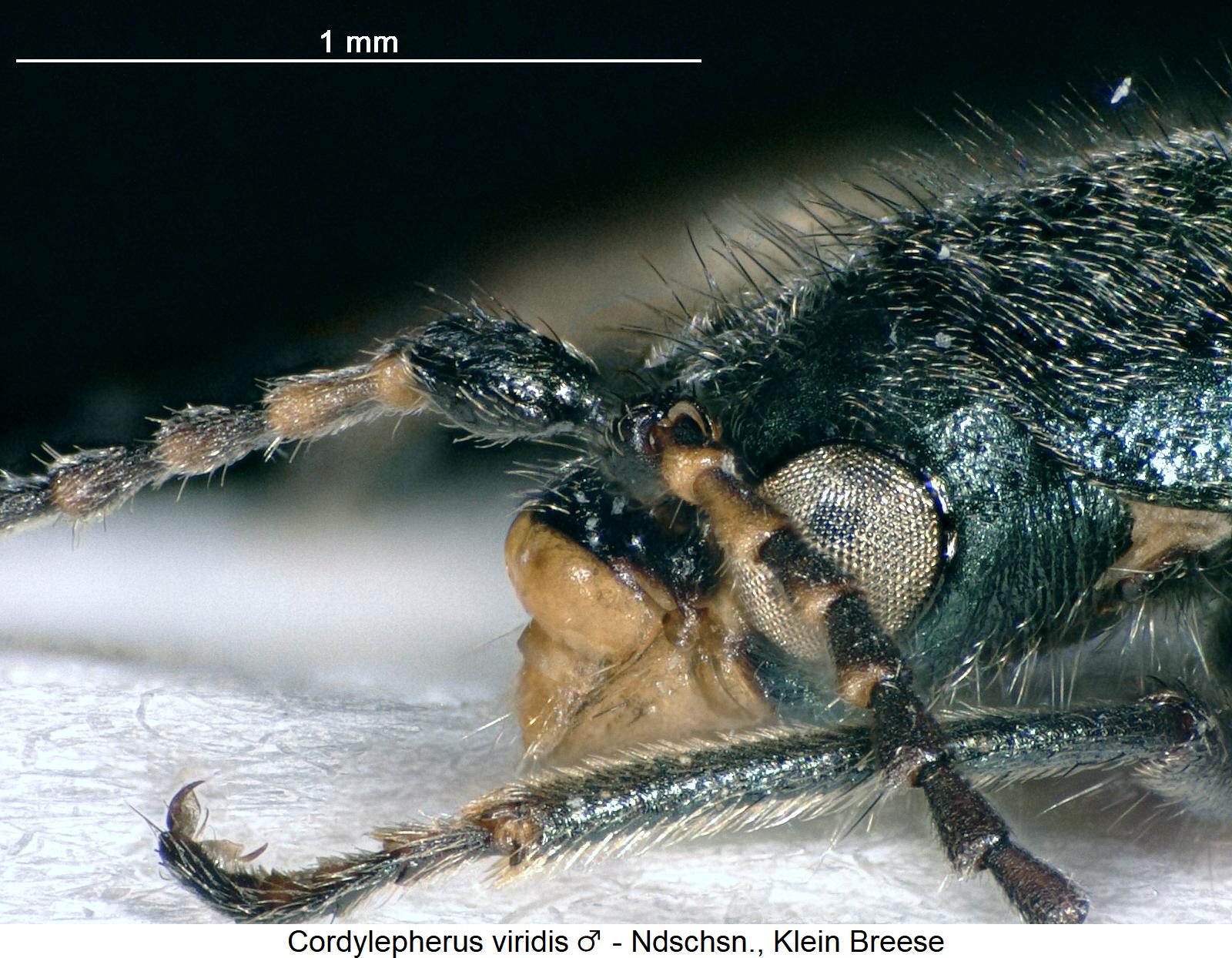cordylepherus_viridis_m_k1.jpg