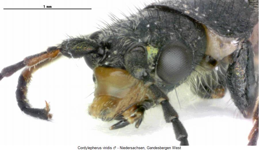 cordylepherus_viridis_vk.jpg