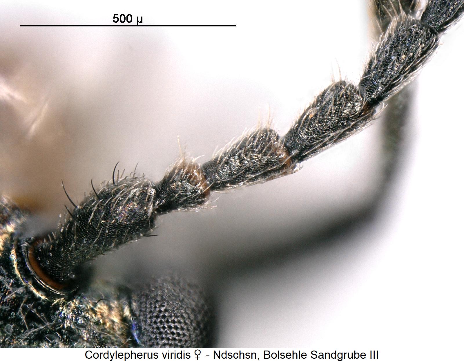 cordylepherus_viridis_w_f.jpg