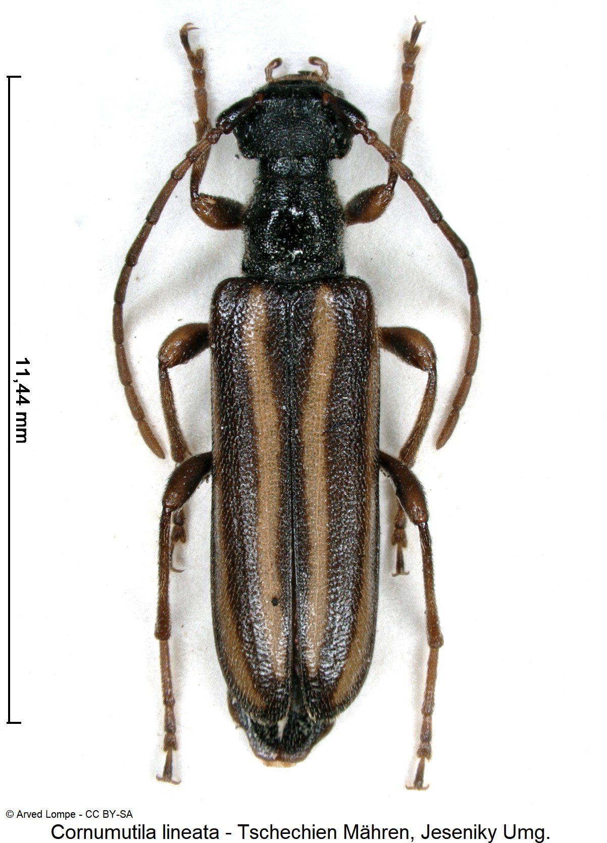 cornumutila_lineata_ck10932_hab.jpg