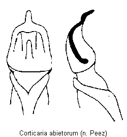 corticaria_abietorum.gif