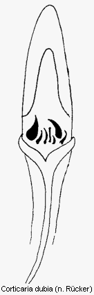 corticaria_dubia.gif