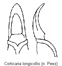 corticaria_longicollis.gif