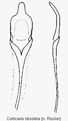 corticaria_obsoleta.gif