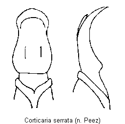 corticaria_serrata.gif