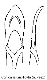 corticaria_umbilicata.gif