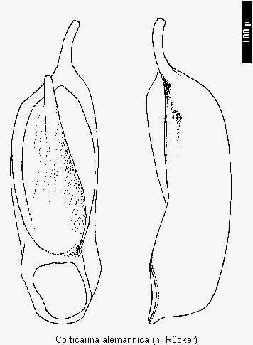 corticarina_alemannica.gif
