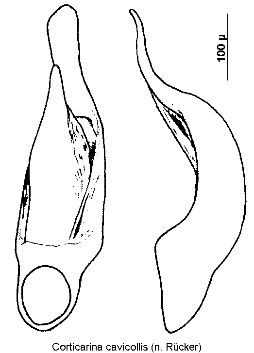 corticarina_cavicollis.gif