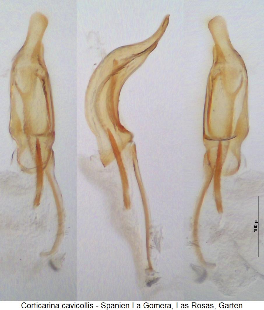 corticarina_cavicollis.jpg