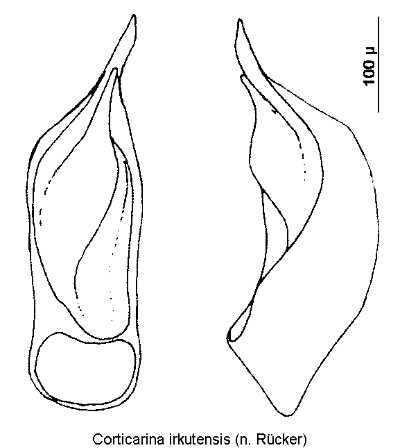 corticarina_irkutensis.gif