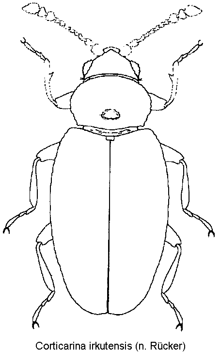 corticarina_irkutensis_hab.gif
