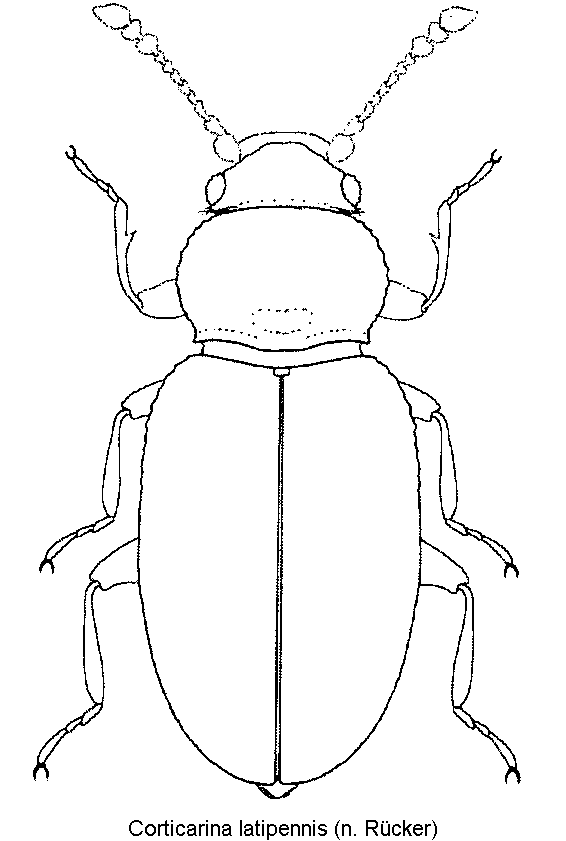 corticarina_latipennis_hab.gif