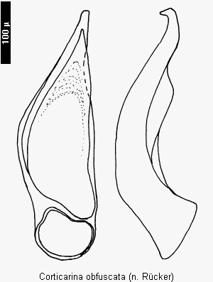 corticarina_obfuscata.gif