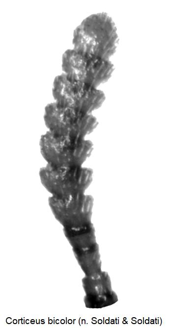 corticeus_bicolor_f1.jpg