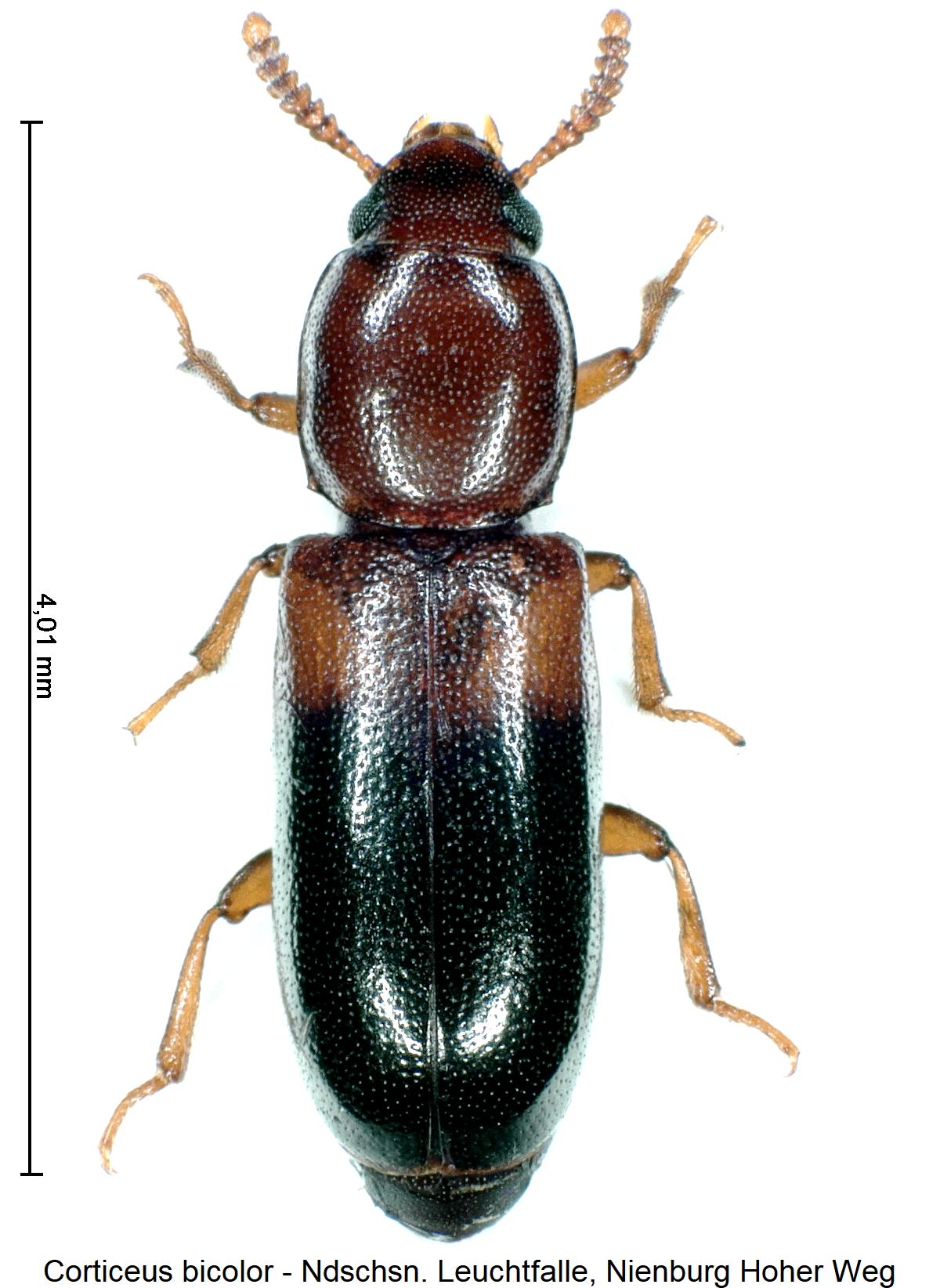 corticeus_bicolor_hab1.jpg