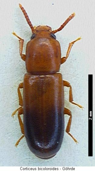 corticeus_bicoloroides_hab.jpg